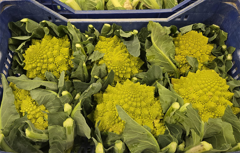 Cavolo romanesco - Puglia - 1/1,10 euro al chilogrammo